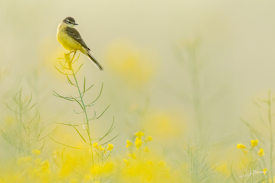 photo-oiseaux-219