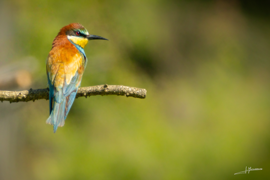photo-oiseaux-220