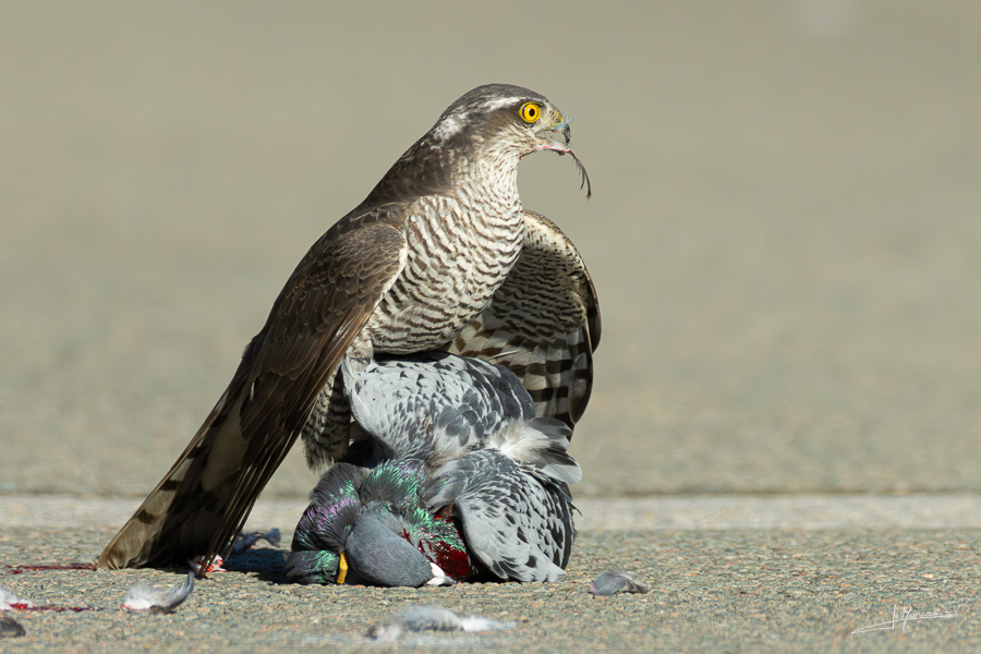 photo-oiseaux-222