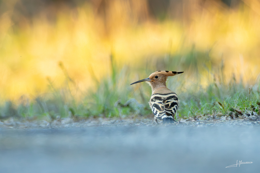 photo-oiseaux-223