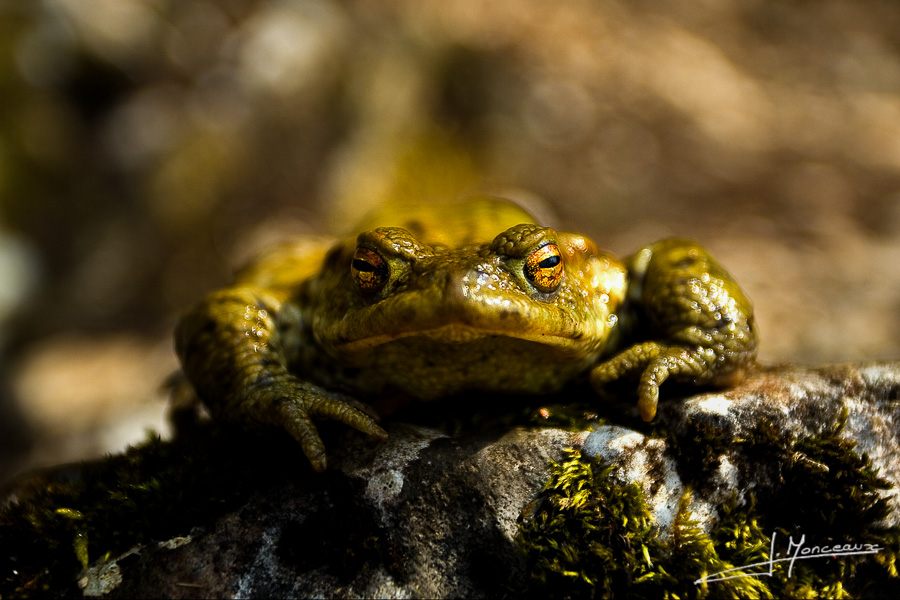 photo-reptiles-batraciens-002