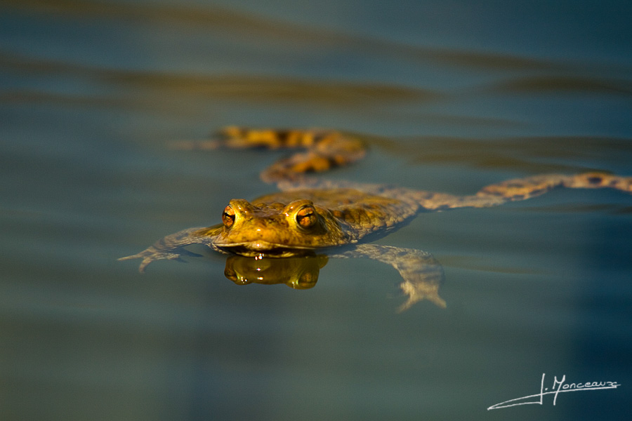 photo-reptiles-batraciens-003