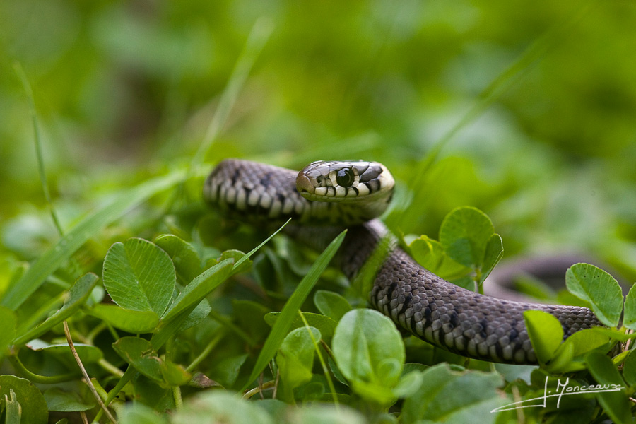 photo-reptiles-batraciens-005