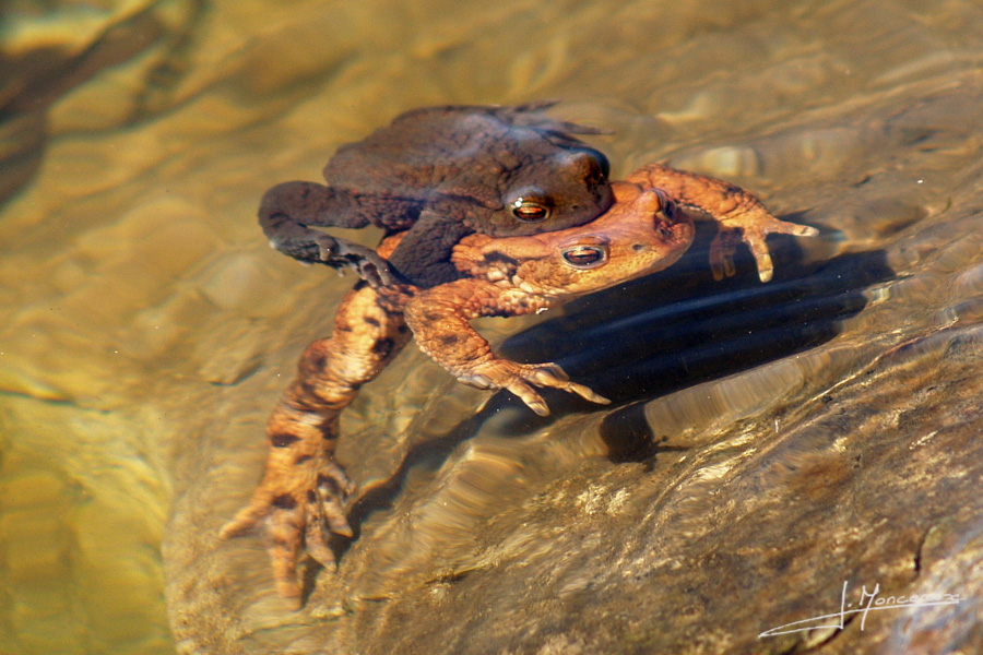 photo-reptiles-batraciens-007