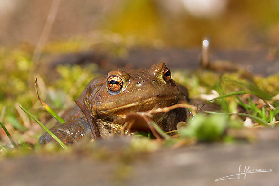 photo-reptiles-batraciens-008