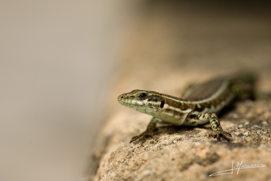 photo-reptiles-batraciens-009