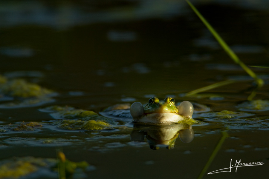 photo-reptiles-batraciens-011