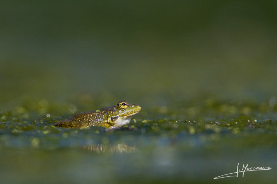 photo-reptiles-batraciens-014