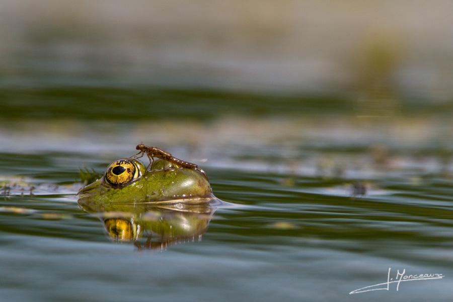 photo-reptiles-batraciens-015