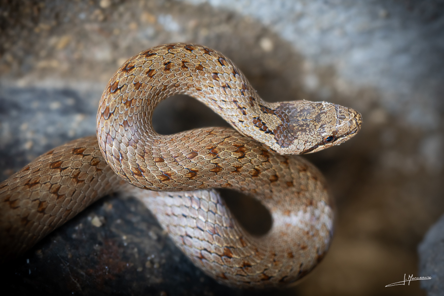 photo-reptiles-batraciens-018