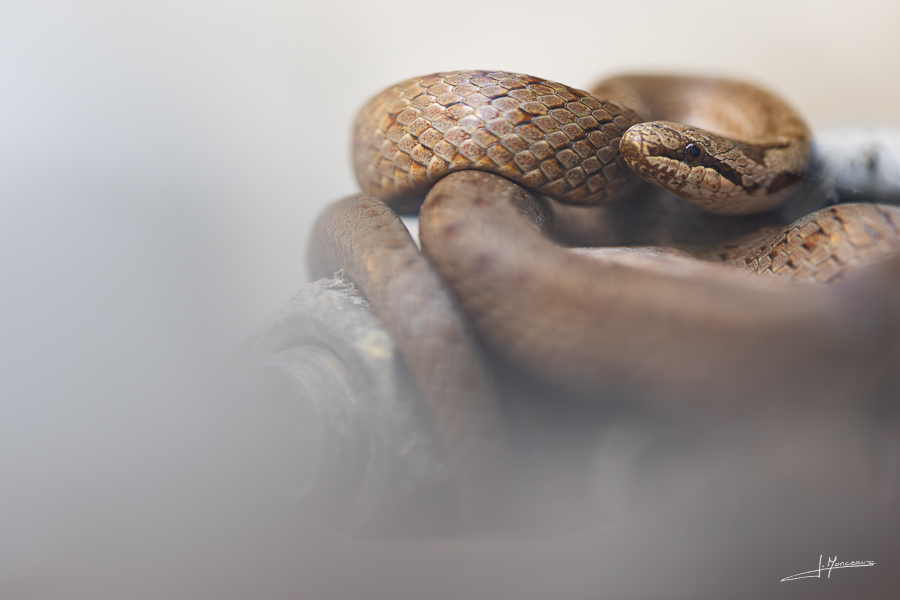 photo-reptiles-batraciens-019