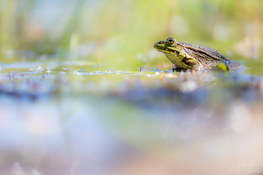 photo-reptiles-batraciens-020