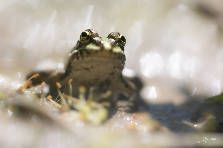 photo-reptiles-batraciens-021