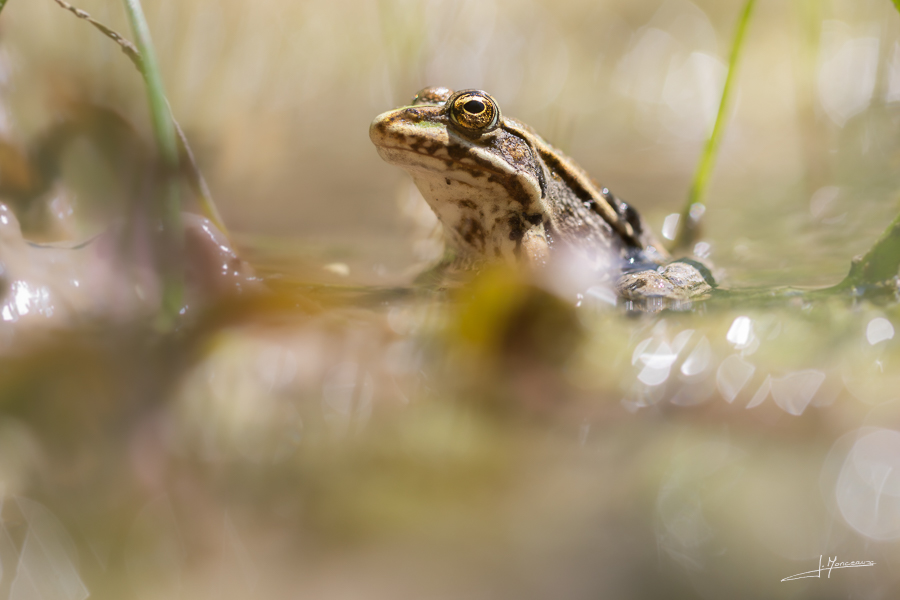 photo-reptiles-batraciens-022