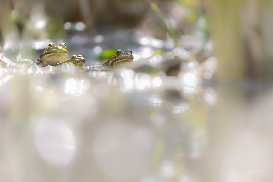 photo-reptiles-batraciens-023